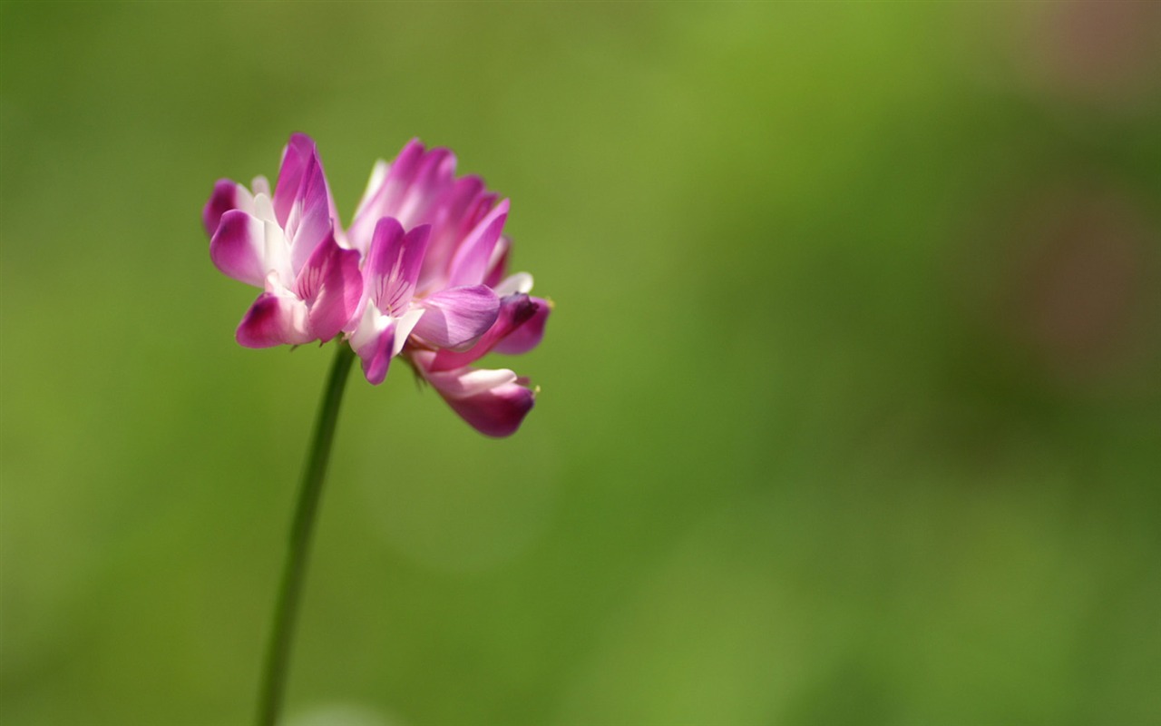 個人花卉攝影壁紙 #22 - 1280x800