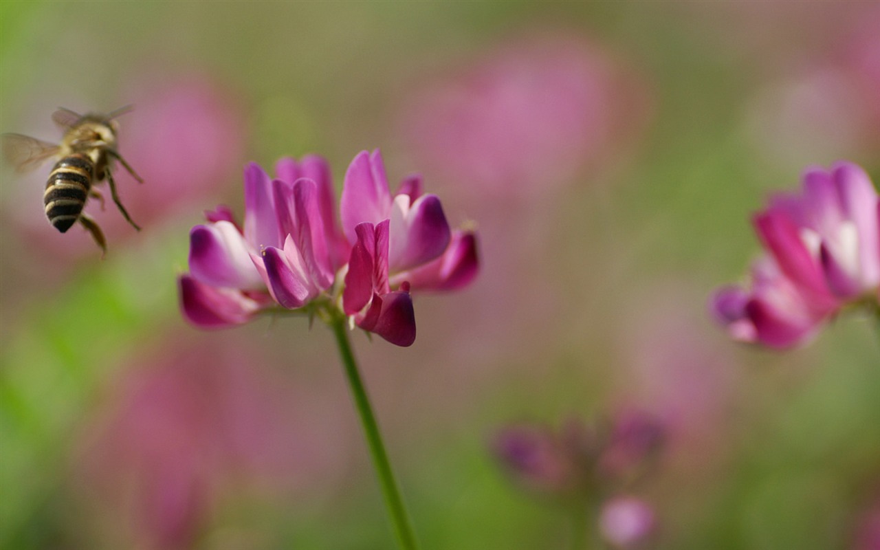 Osobní Květiny Tapeta #23 - 1280x800