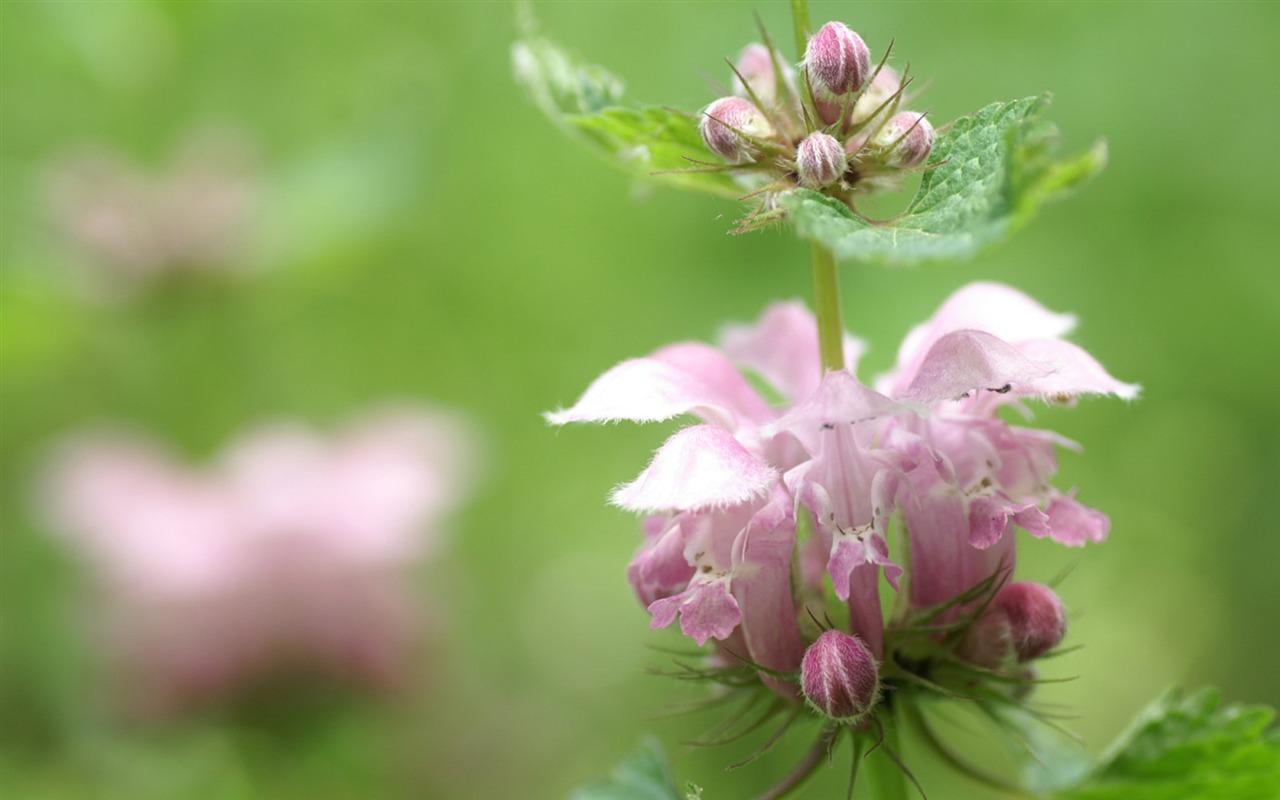 Osobní Květiny Tapeta #24 - 1280x800