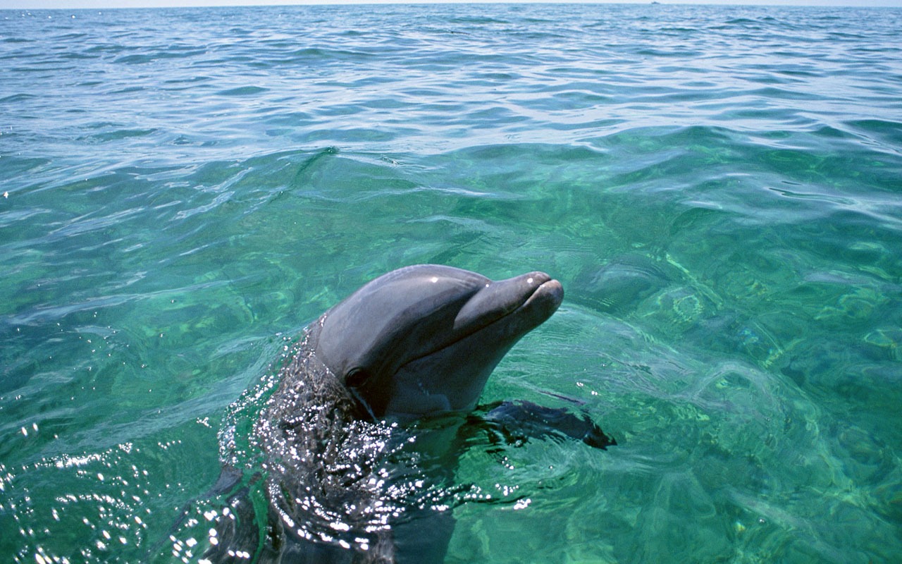 Dolphin Photo Wallpaper #16 - 1280x800