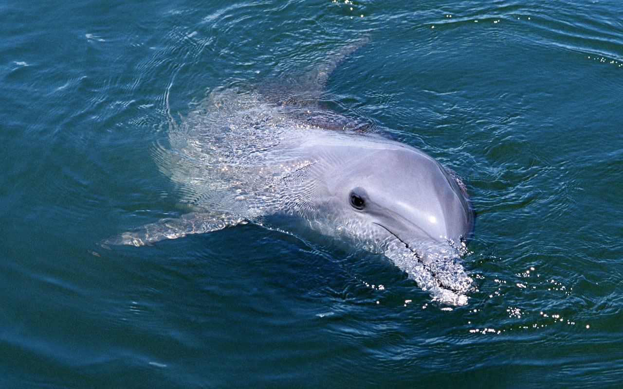 Dolphin Photo Wallpaper #17 - 1280x800