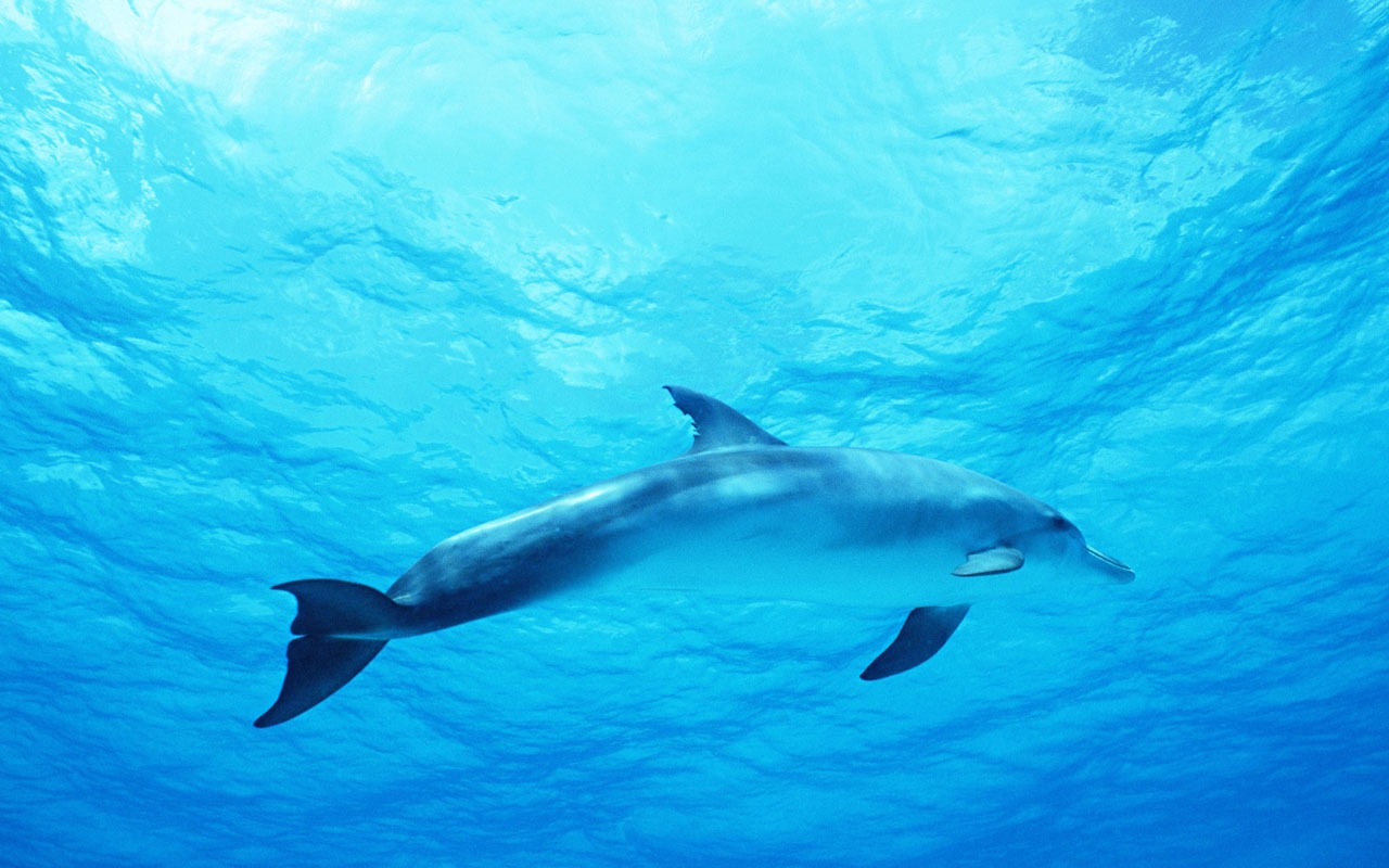 Dolphin Photo Wallpaper #31 - 1280x800