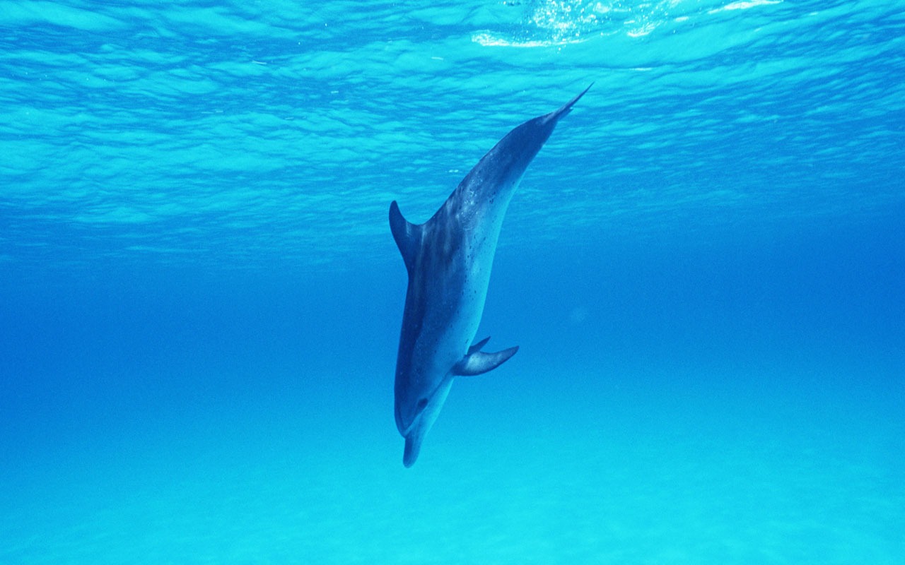 Dolphin Photo Wallpaper #32 - 1280x800