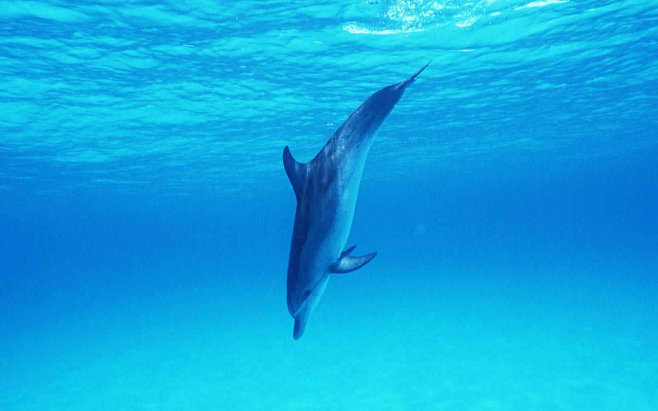 海豚寫真壁紙專輯 #32 - 1280x800