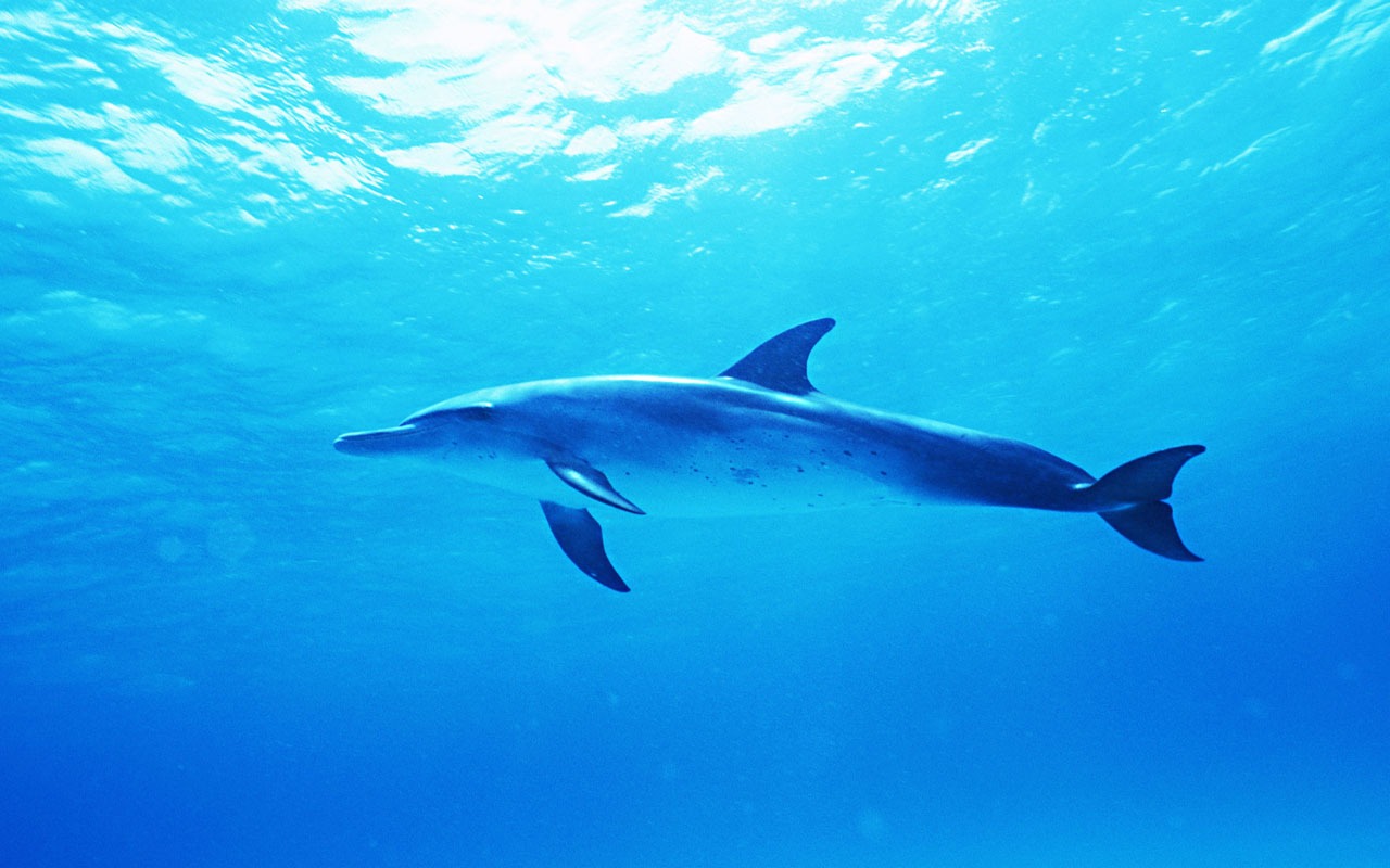 Dolphin Photo Wallpaper #33 - 1280x800