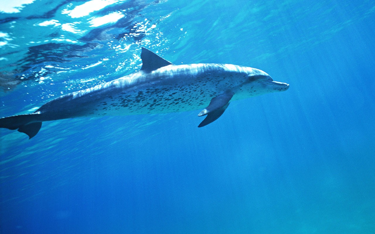 Fondo de pantalla de fotos de delfines #36 - 1280x800