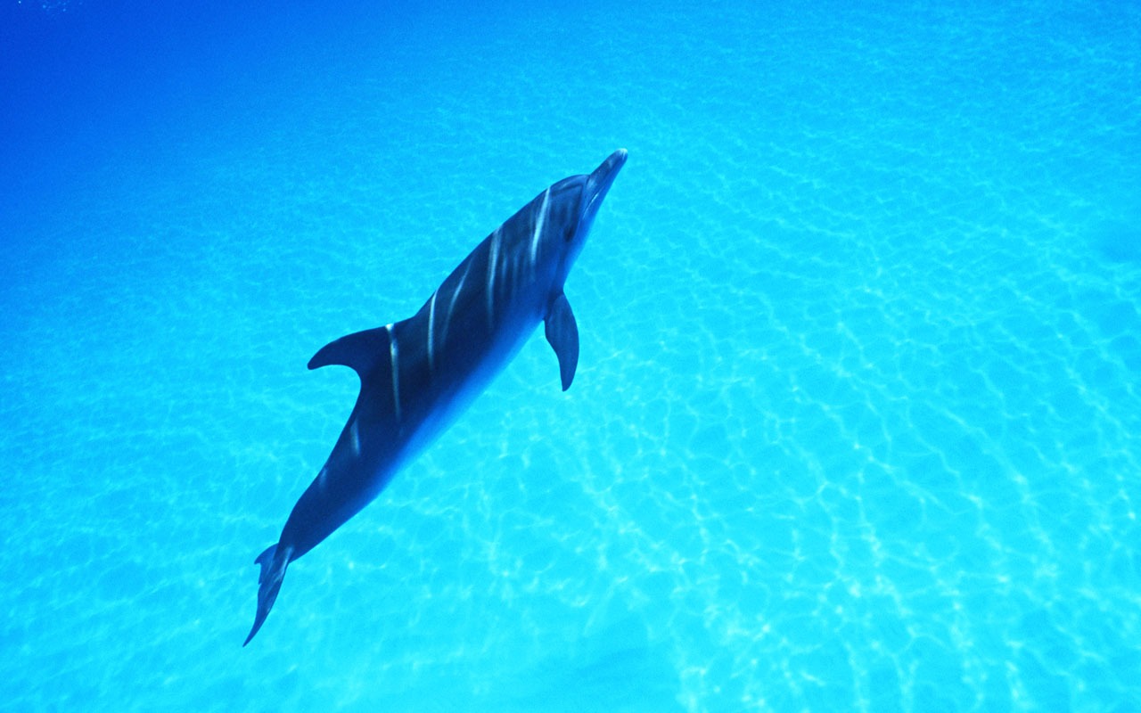 Dolphin Photo Wallpaper #38 - 1280x800