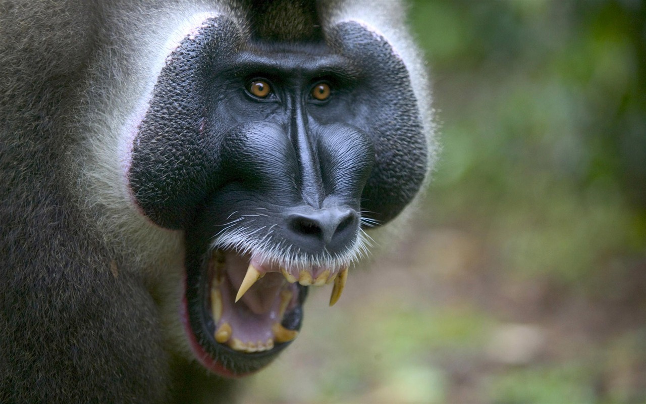Fun Animal World #1 - 1280x800