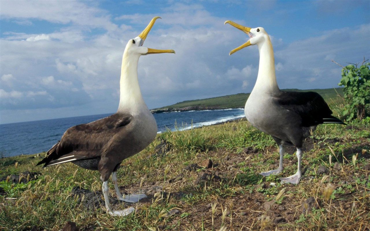 Fun Animal World #2 - 1280x800