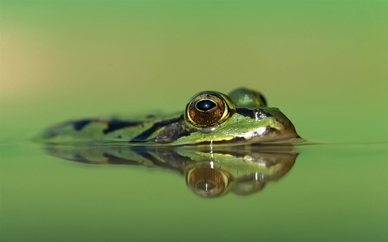 繽紛動物大世界 #4 - 1280x800