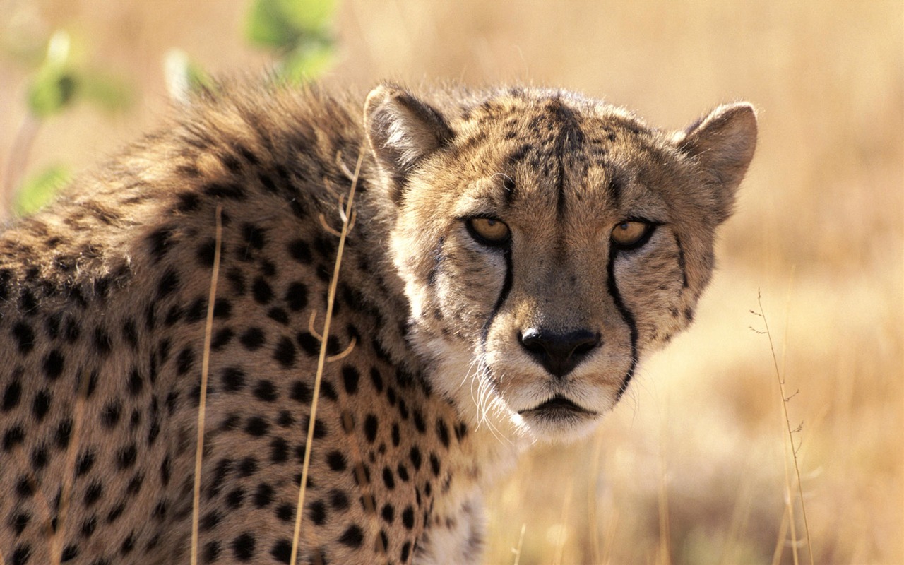 Fun Animal World #8 - 1280x800