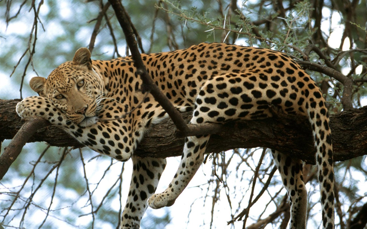 Fun Animal World #11 - 1280x800