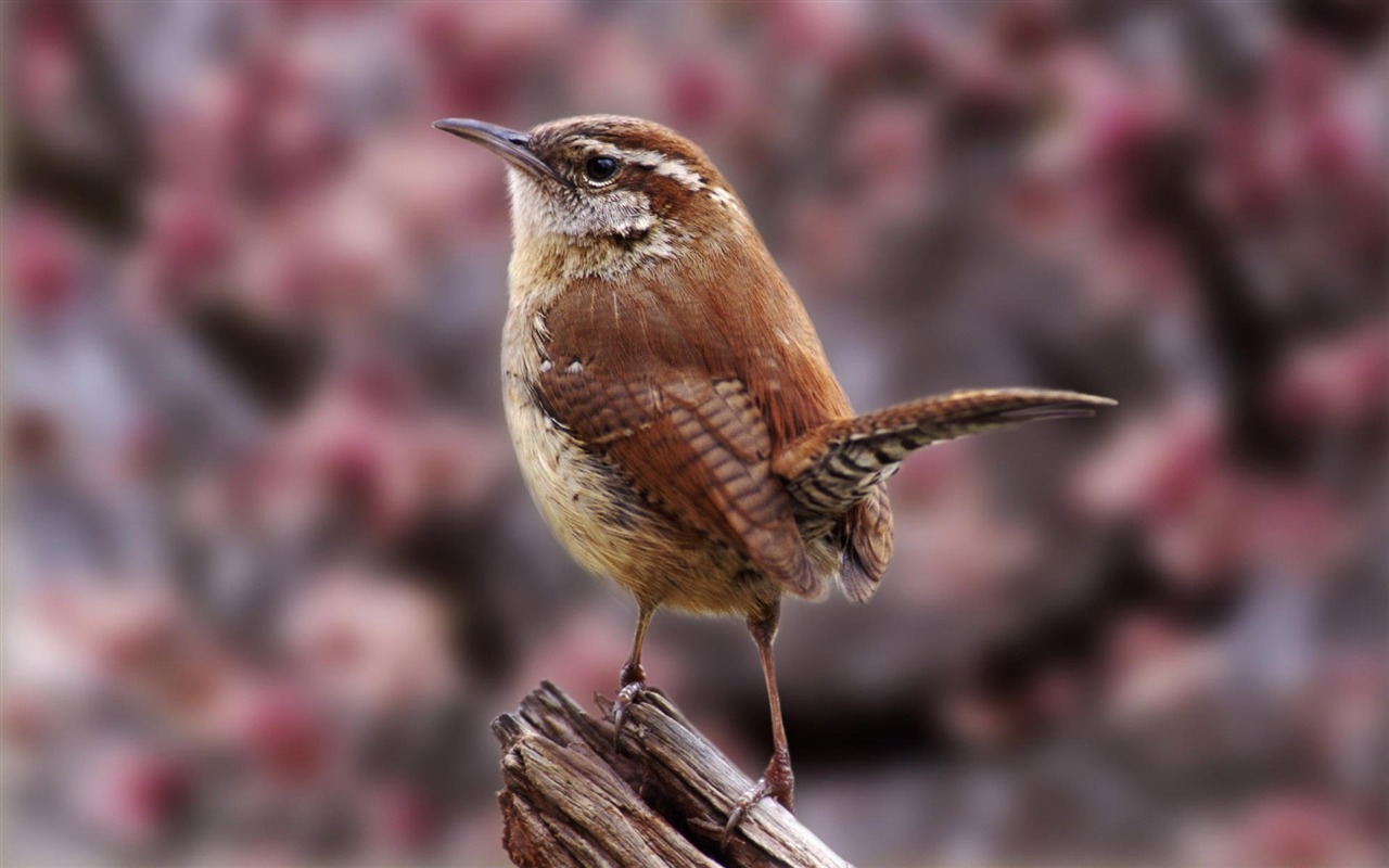 Zábava Svět zvířat #14 - 1280x800