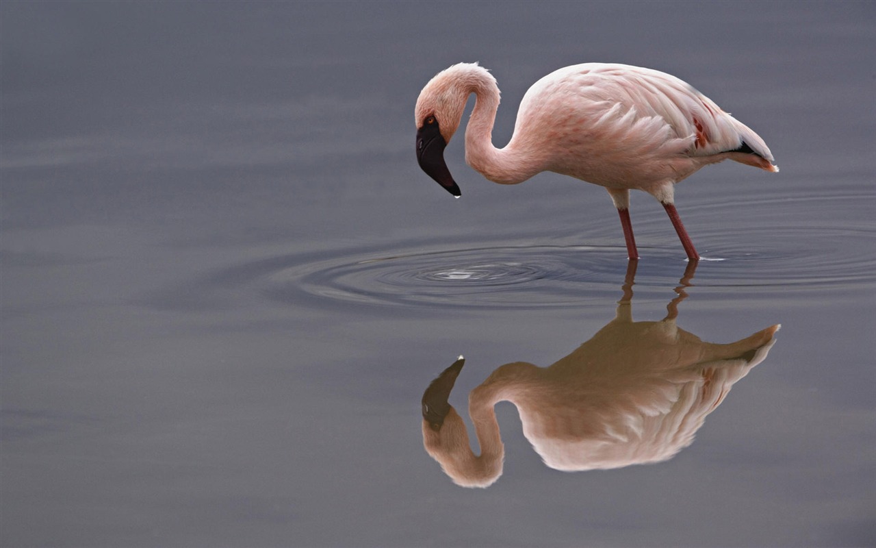 Fun Animal World #17 - 1280x800