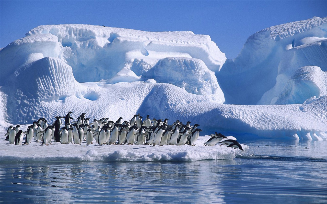 Fun Animal World #18 - 1280x800