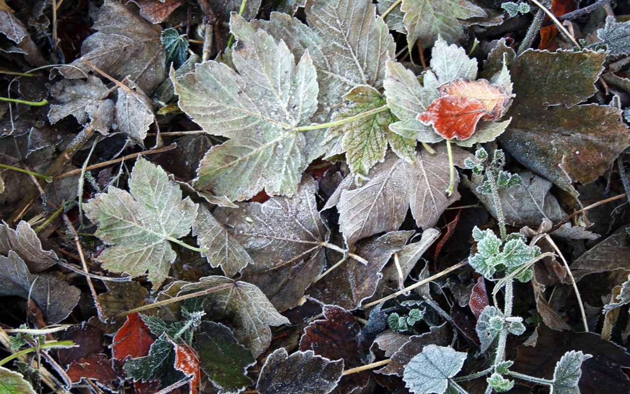 冰雪植物壁纸专辑1 - 1280x800