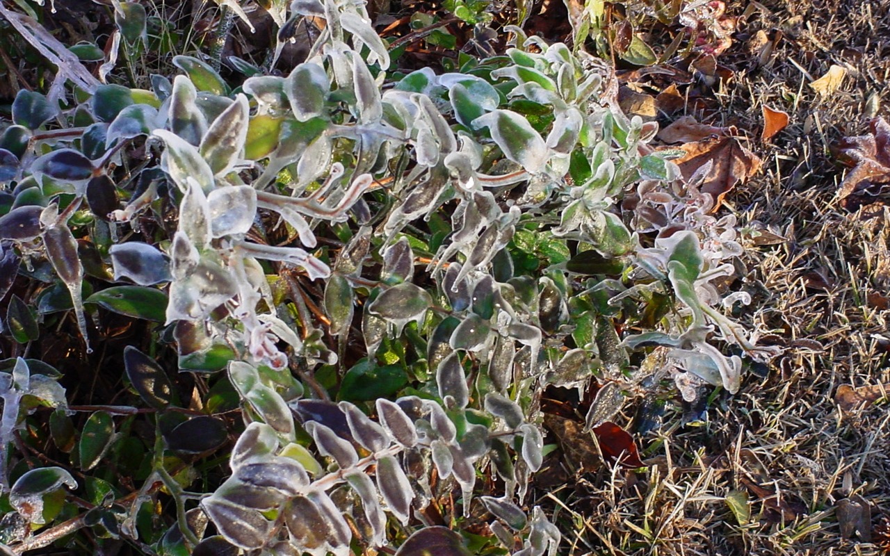 冰雪植物壁纸专辑2 - 1280x800