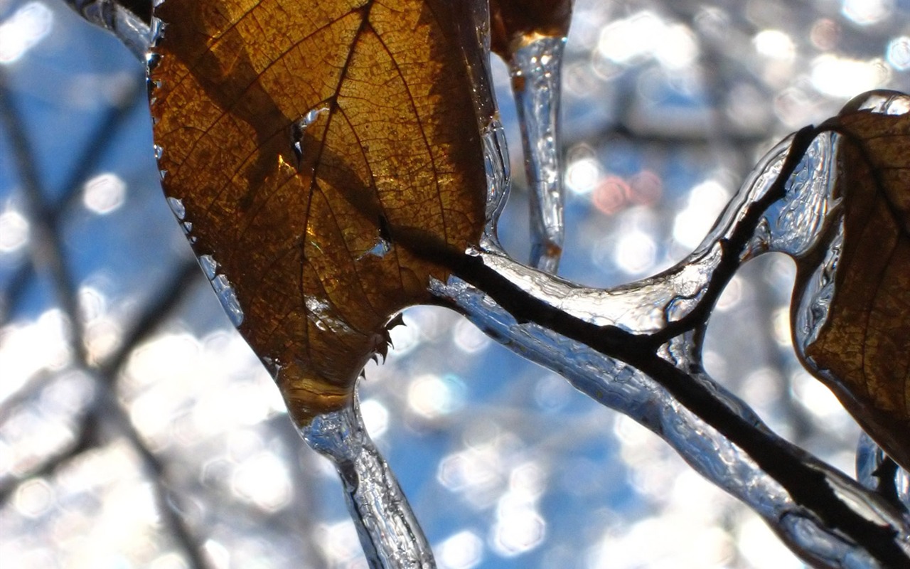 冰雪植物壁纸专辑4 - 1280x800