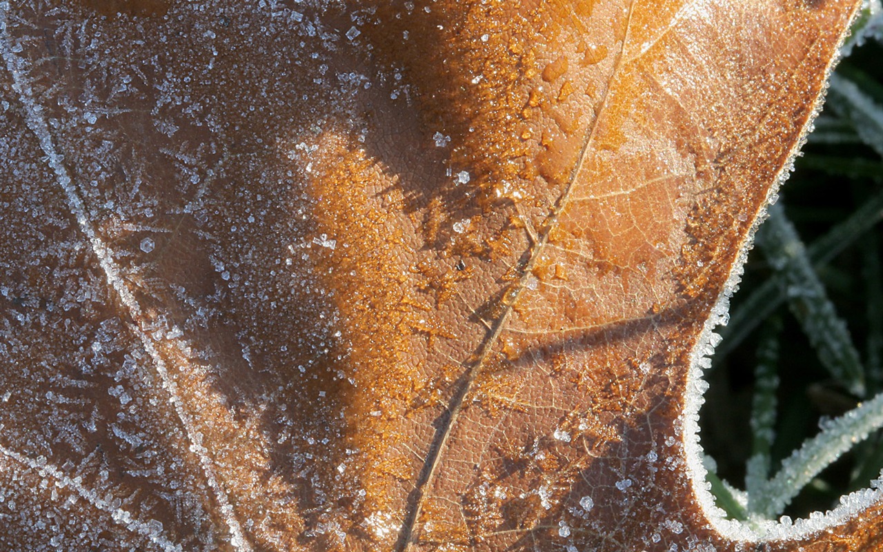 冰雪植物壁紙專輯 #5 - 1280x800