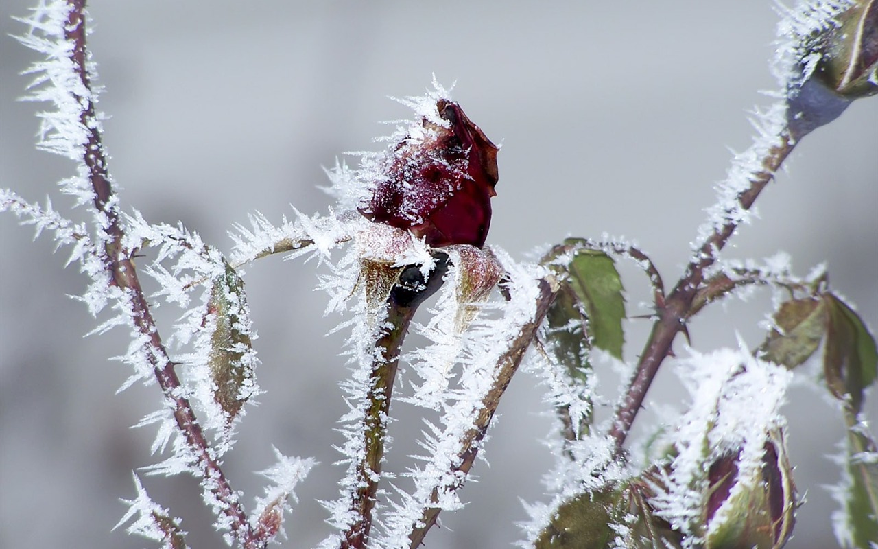 冰雪植物壁纸专辑6 - 1280x800