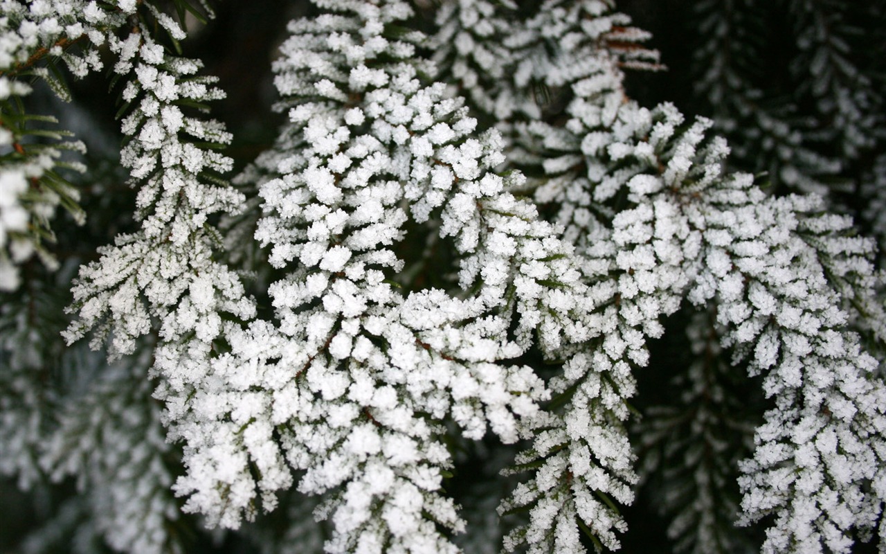 冰雪植物壁纸专辑9 - 1280x800