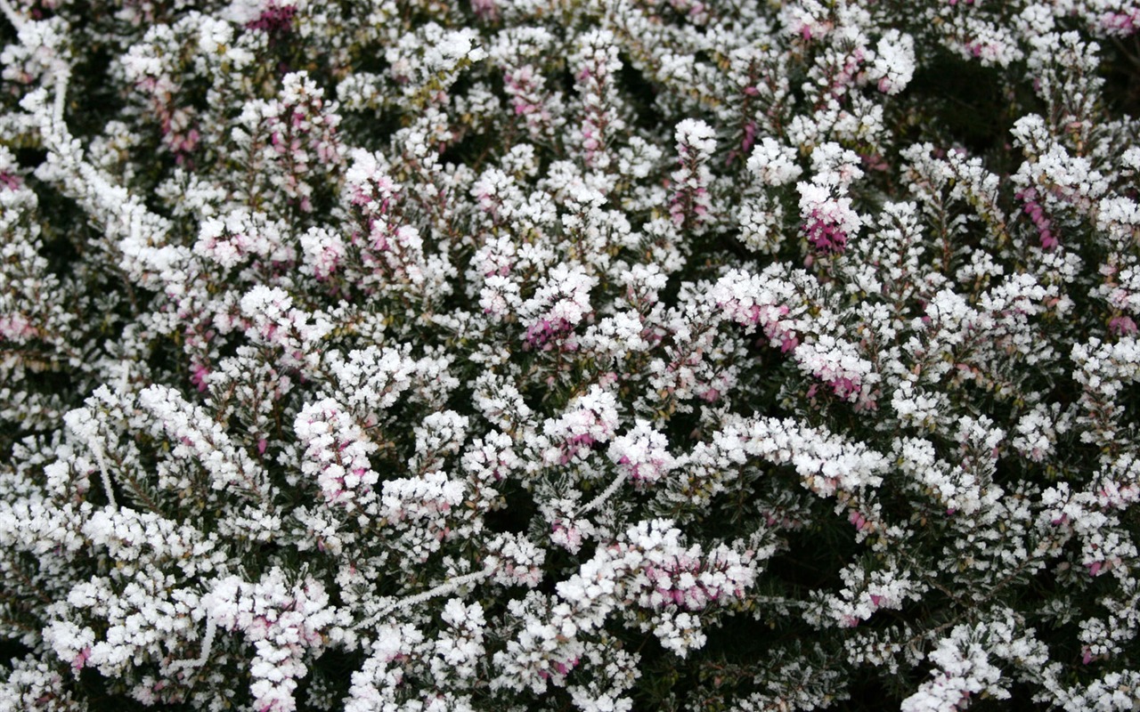 Ice plant Wallpapers Album #10 - 1280x800