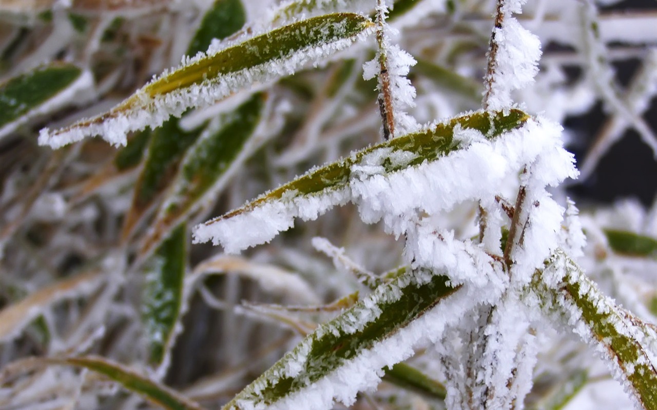 冰雪植物壁纸专辑11 - 1280x800