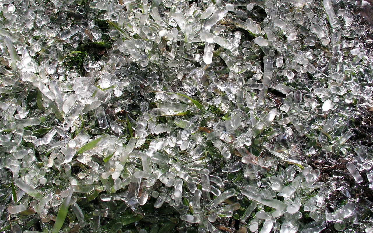 ledu rostlin Tapety Album #13 - 1280x800