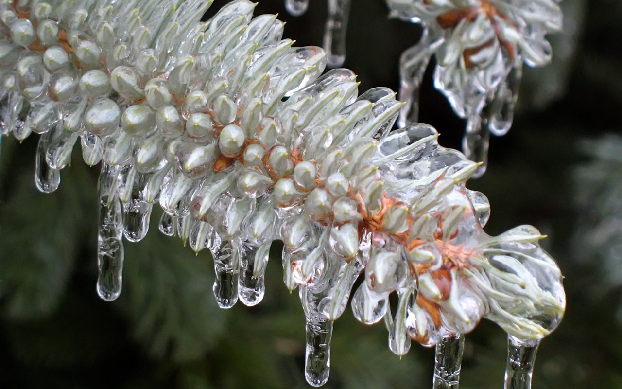 冰雪植物壁纸专辑14 - 1280x800