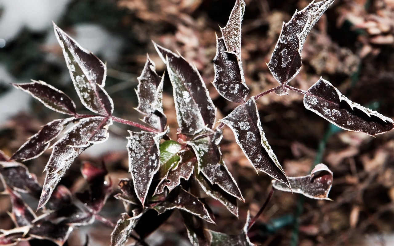 冰雪植物壁纸专辑15 - 1280x800