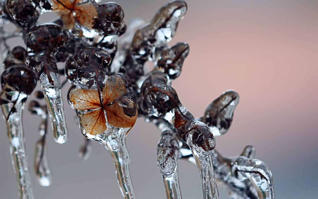 Ice Plant écran Album #16 - 1280x800