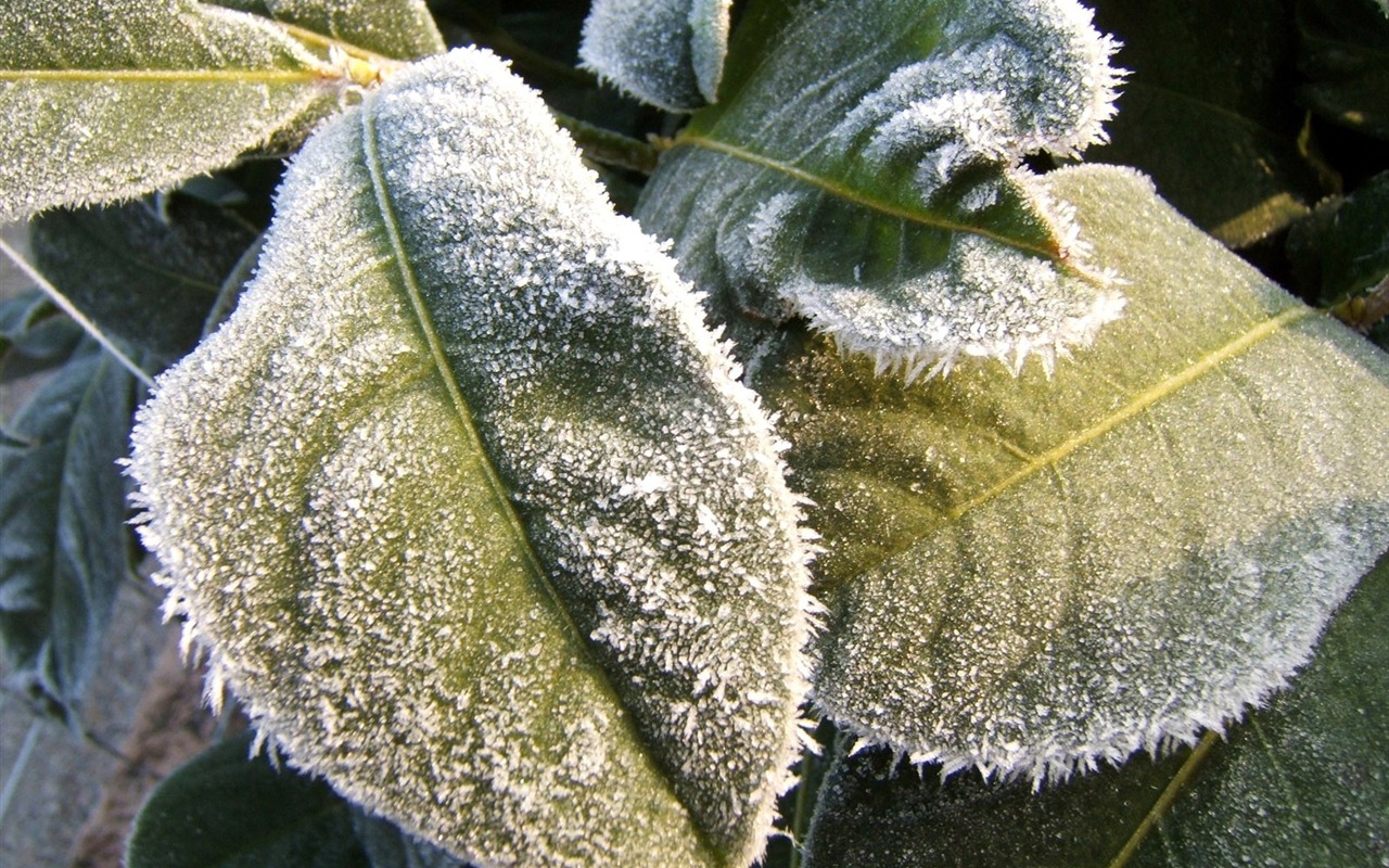 冰雪植物壁纸专辑18 - 1280x800