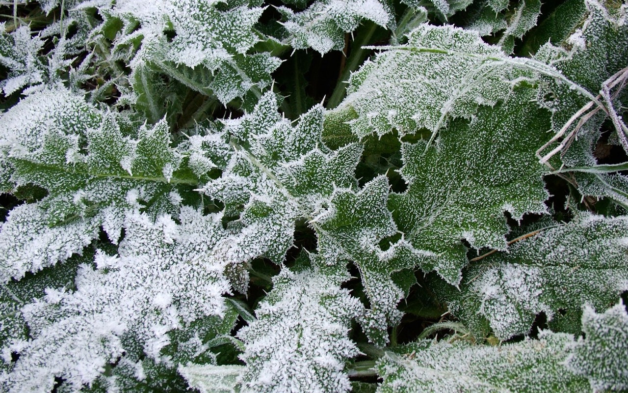 冰雪植物壁纸专辑19 - 1280x800