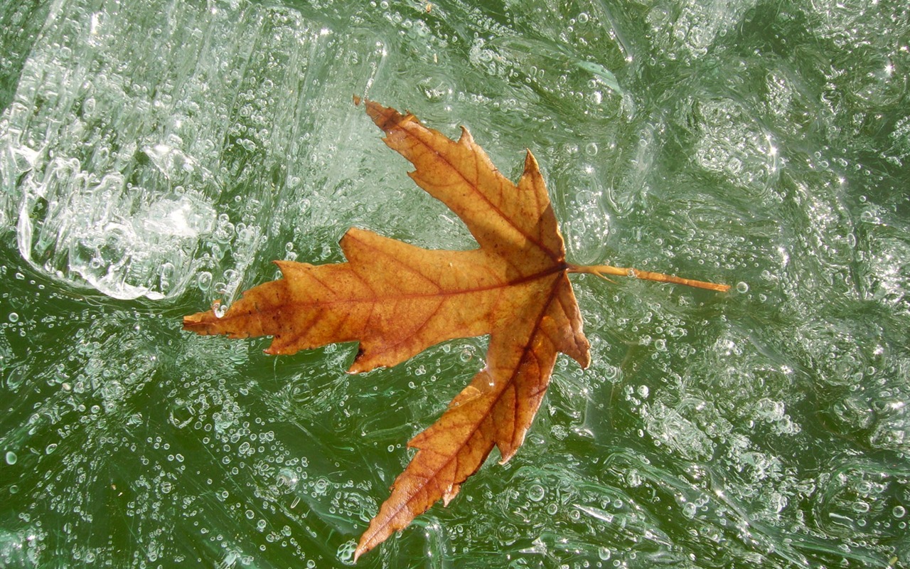 冰雪植物壁纸专辑20 - 1280x800