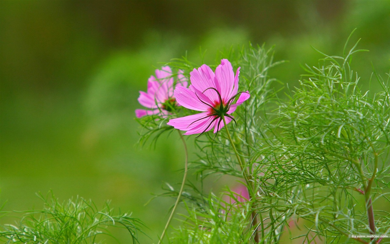 Autumn cosmos wallpaper #3 - 1280x800