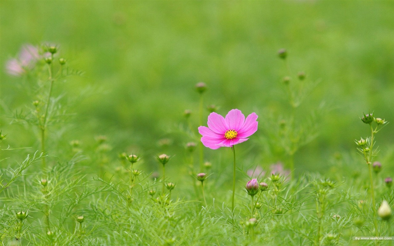 Autumn cosmos wallpaper #4 - 1280x800