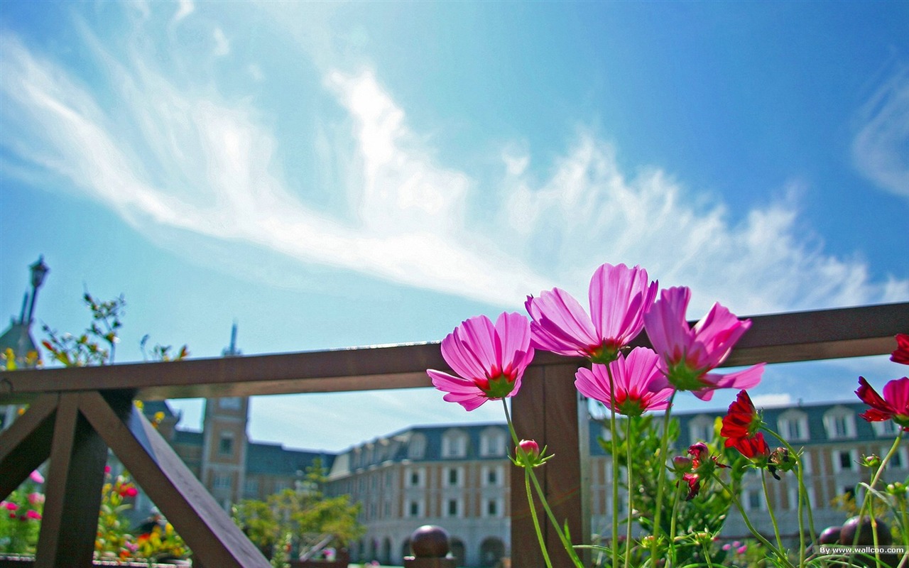 Autumn cosmos wallpaper #6 - 1280x800