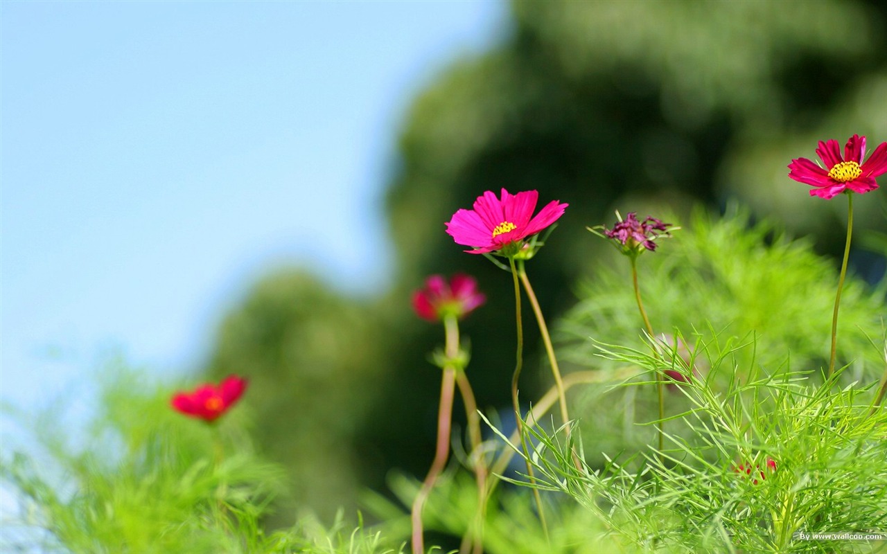 秋天的大波斯菊壁纸专辑8 - 1280x800