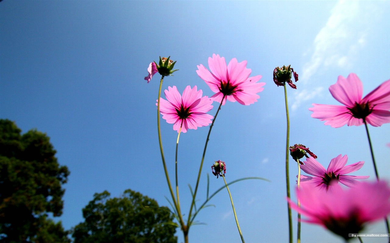 Autumn cosmos wallpaper #11 - 1280x800