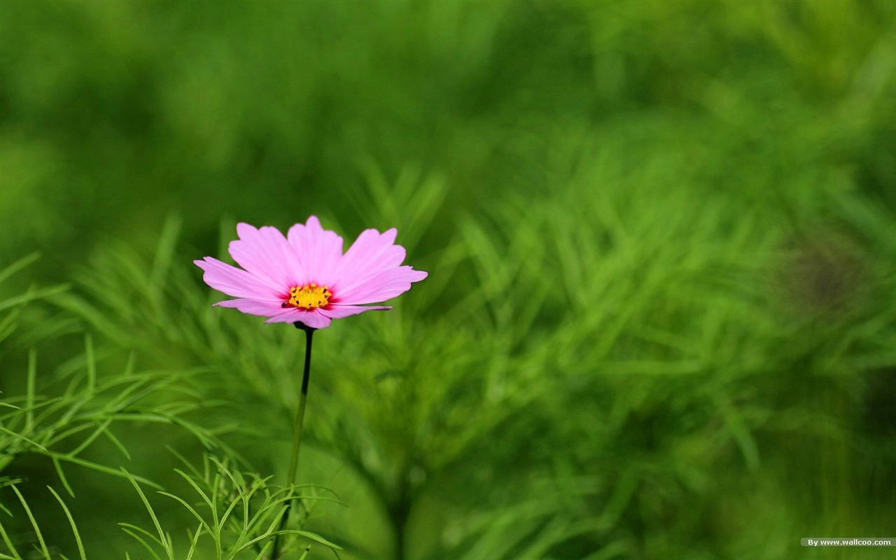 podzim kosmu wallpaper #17 - 1280x800