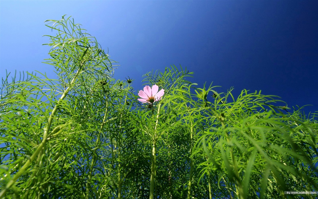 Autumn cosmos wallpaper #21 - 1280x800
