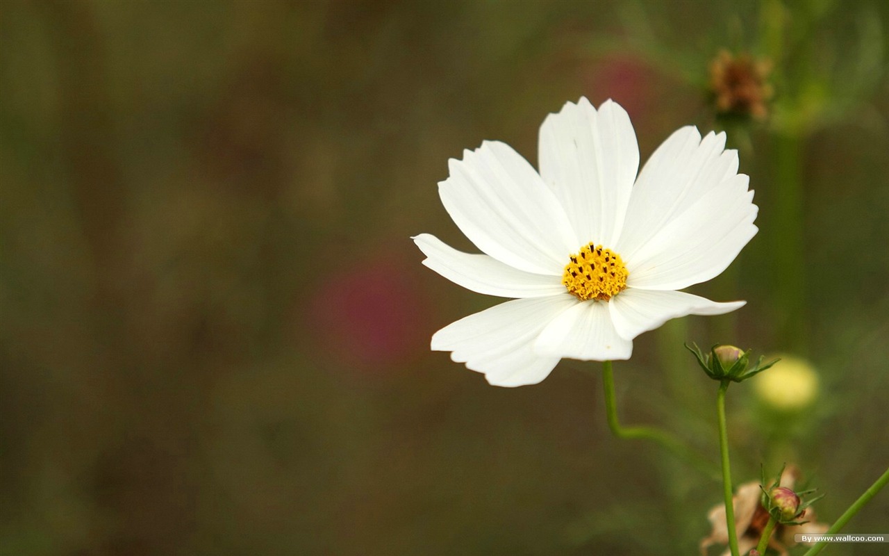 秋天的大波斯菊壁纸专辑24 - 1280x800