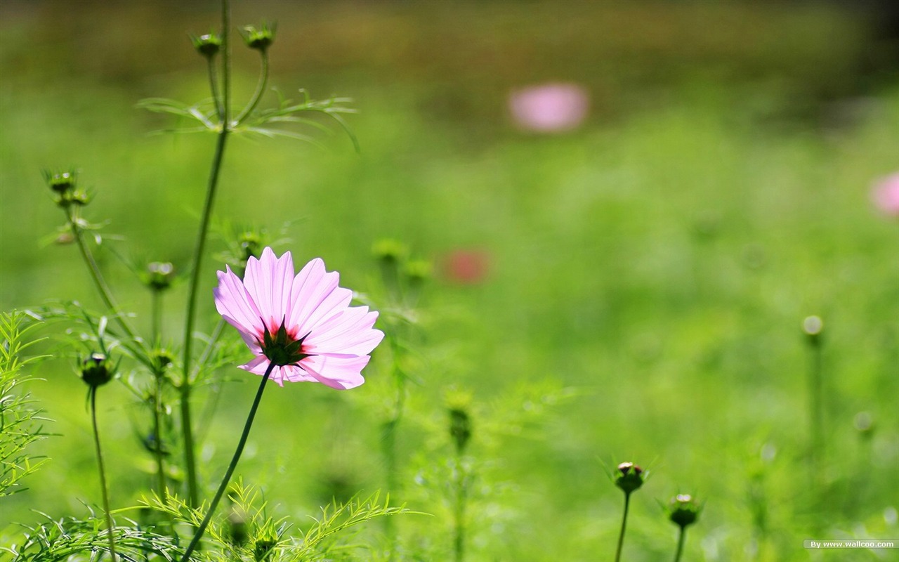 Otoño cosmos fondo de pantalla #26 - 1280x800