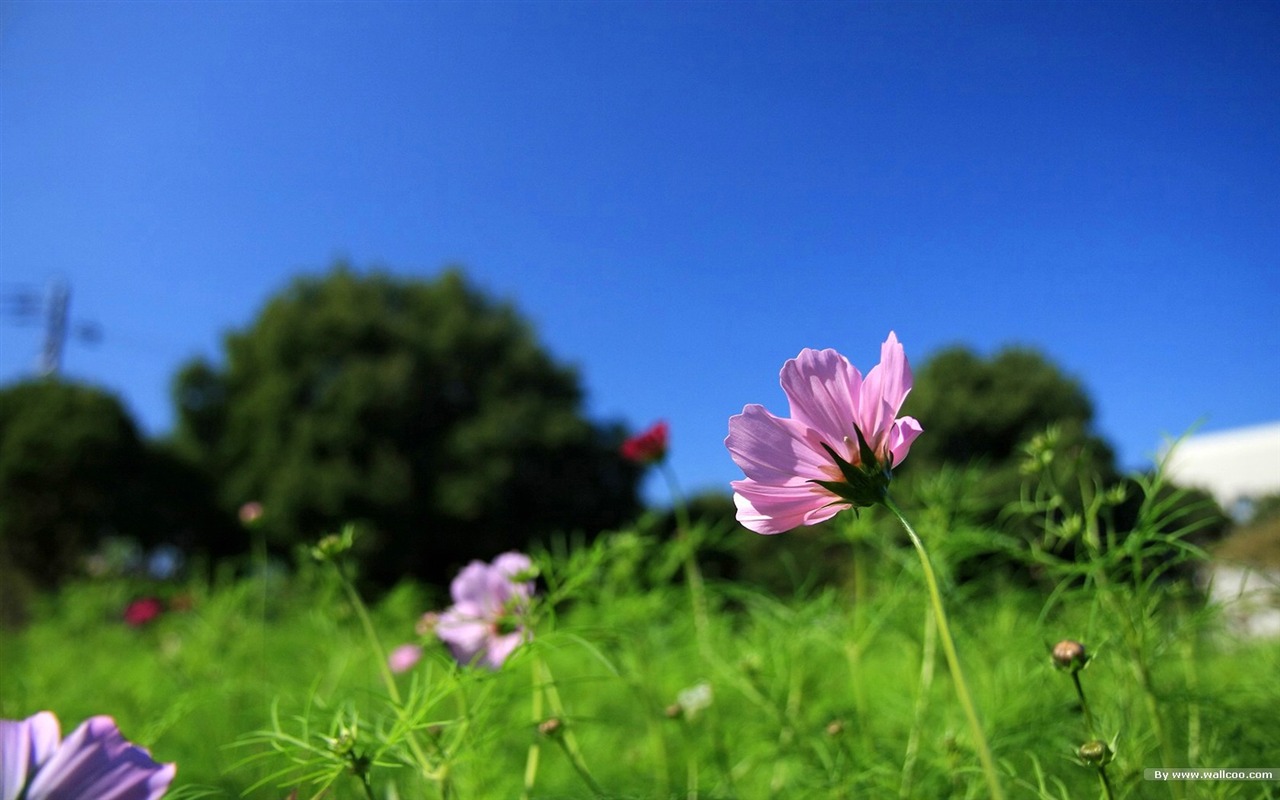 秋天的大波斯菊壁纸专辑27 - 1280x800