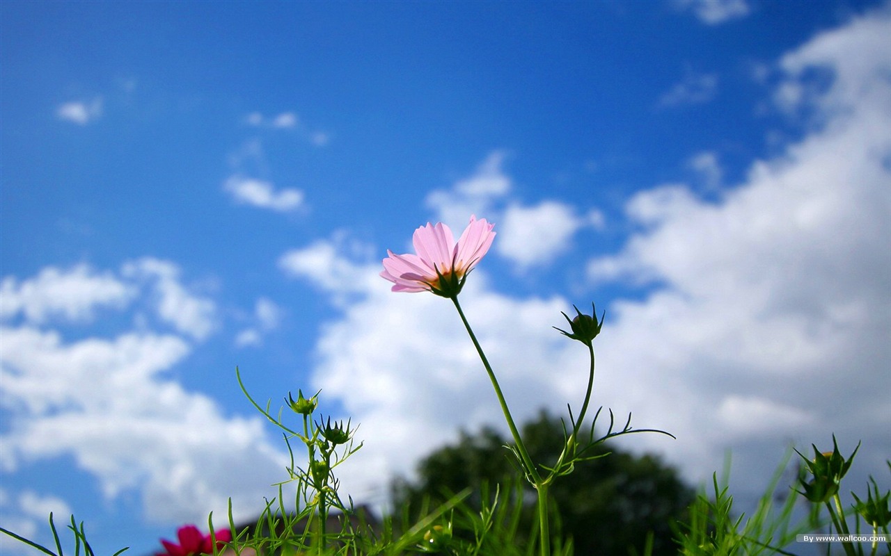 Autumn cosmos wallpaper #28 - 1280x800