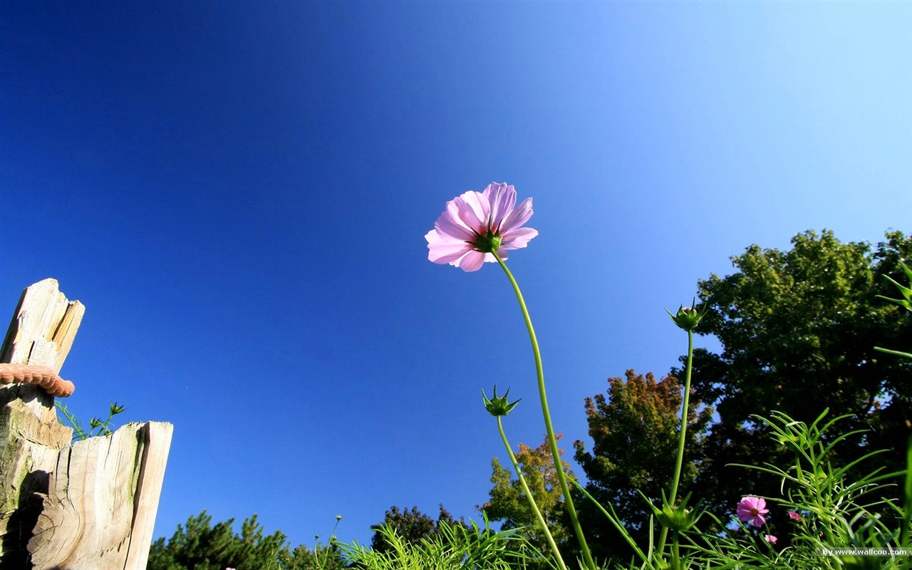 秋天的大波斯菊壁纸专辑30 - 1280x800