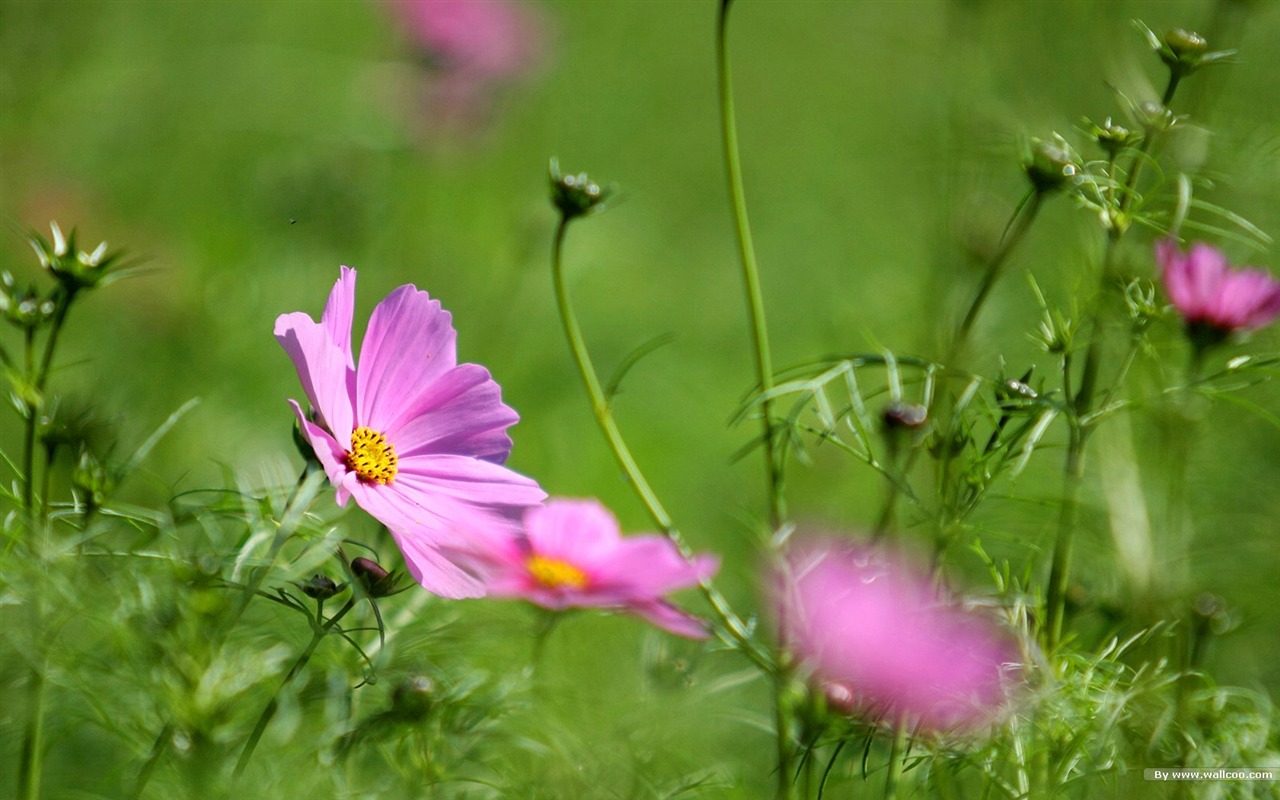 Autumn cosmos wallpaper #31 - 1280x800