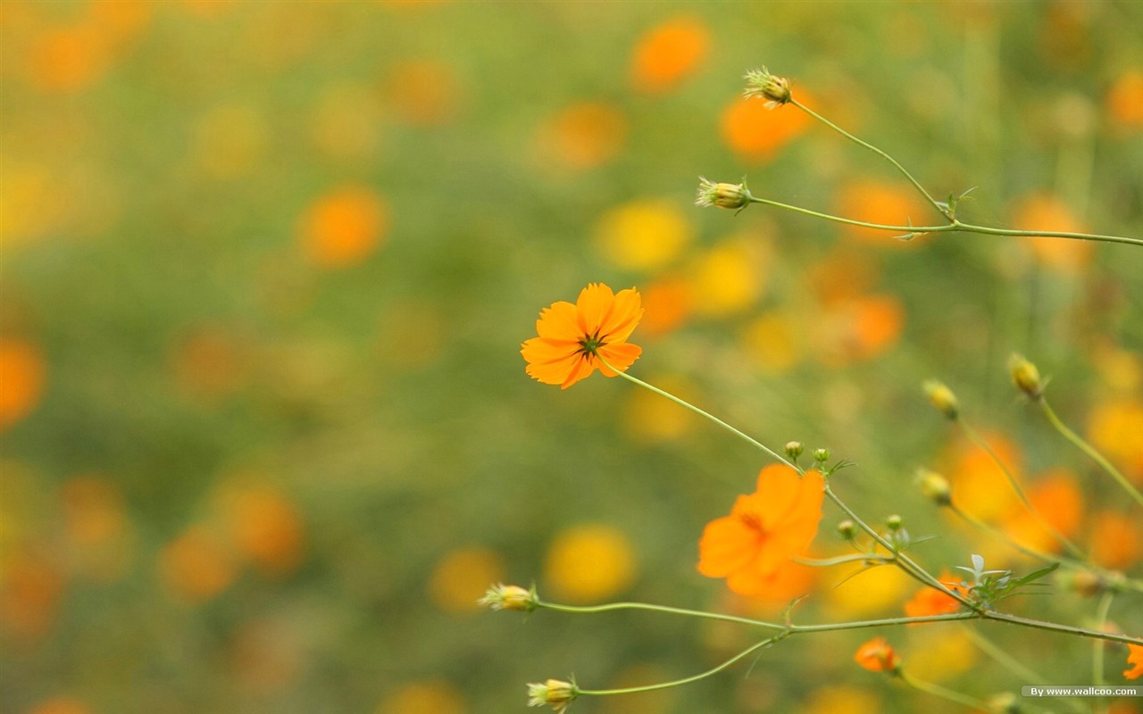 秋天的大波斯菊壁紙專輯 #32 - 1280x800