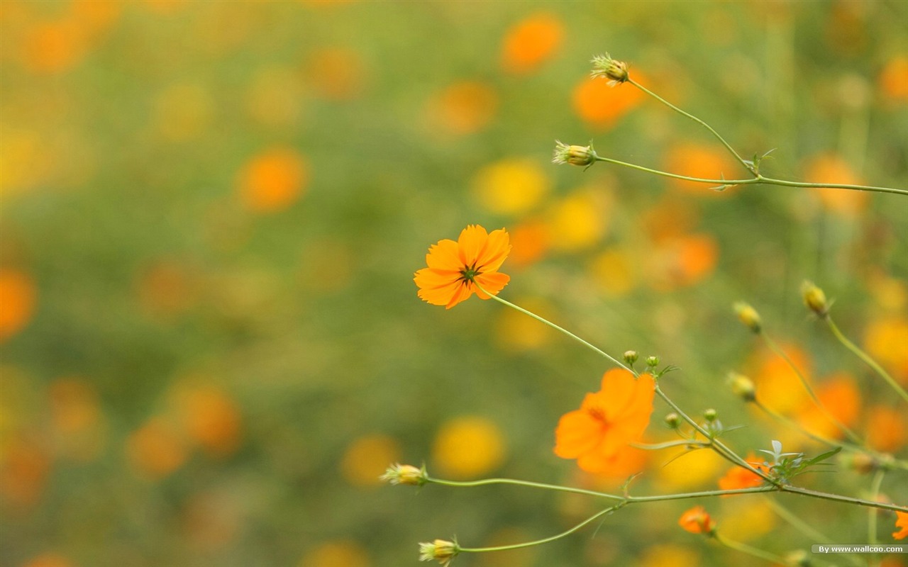 Otoño cosmos fondo de pantalla #32 - 1280x800