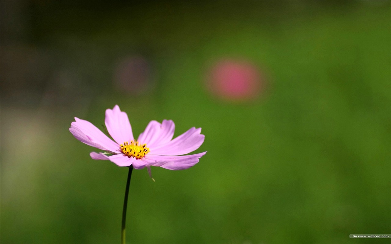 秋天的大波斯菊壁纸专辑33 - 1280x800